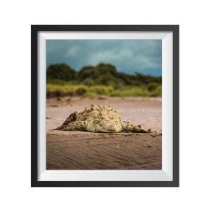 Photographic print "Croco"