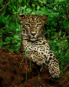 Cucciolo leopardo srilanka