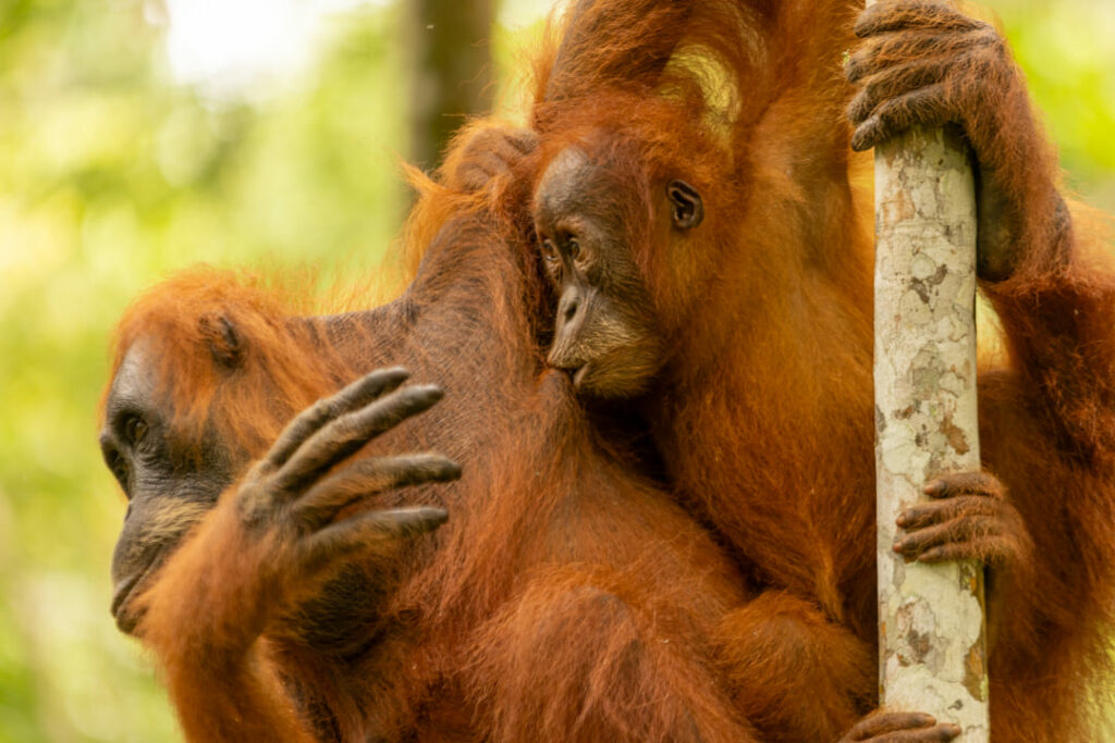 orangotango cucciolo