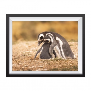 Photographic Print "Cuddle"