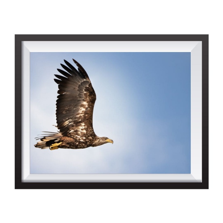 Stampa Fotografica "Eagle and blue sky"