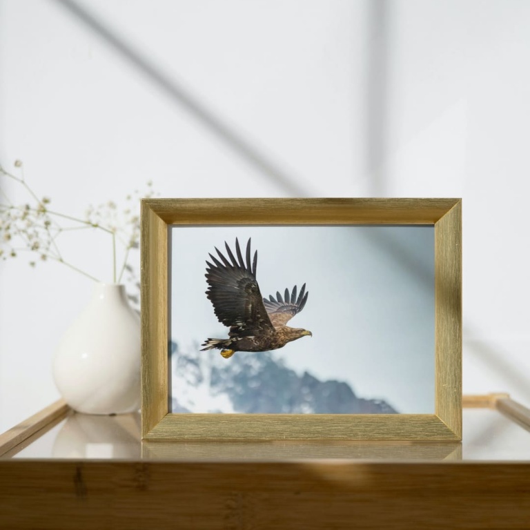 Stampa Fotografica "Eagle in the fjord"