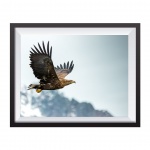 Stampa Fotografica "Eagle in the fjord"