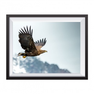 Photographic Print "Eagle in the fjord"