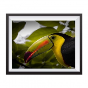 Photographic Print "El Tucan"