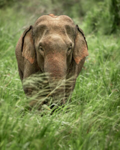 Elefante indiano frontale