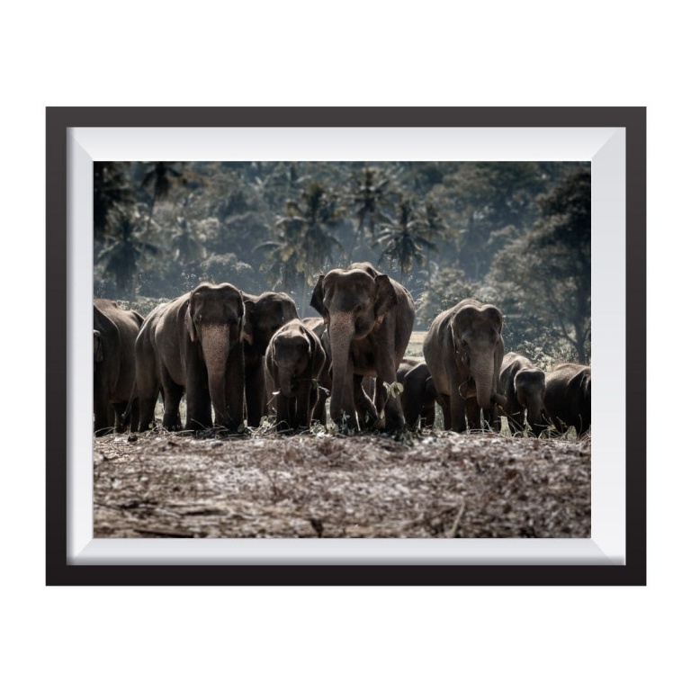 Photographic Print "Elephants Sri Lanka"