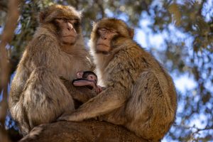 Family of berber macaque