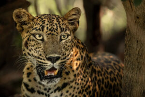 Femmina di leopardo primo piano