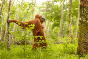 Femmina di orangotango pensierosa
