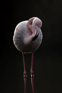 Vertical flamingo black