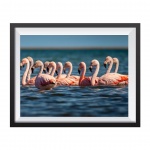 Stampa Fotografica "Flamingoes in the sea"
