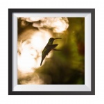 Stampa Fotografica "Flying Hummingbird"