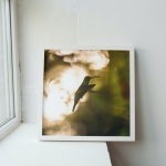 Photographic Print "Flying Hummingbird"