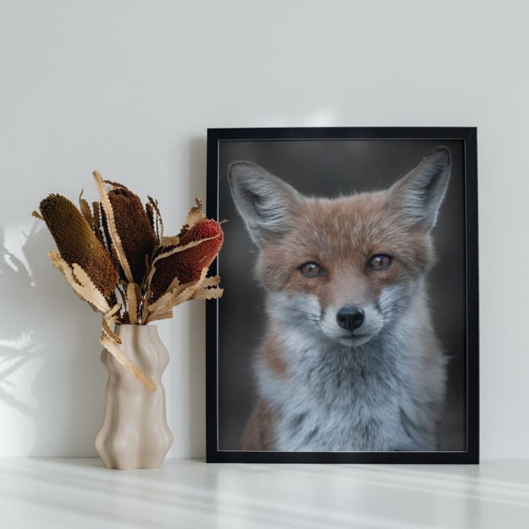 Photographic Print "Fox gaze"