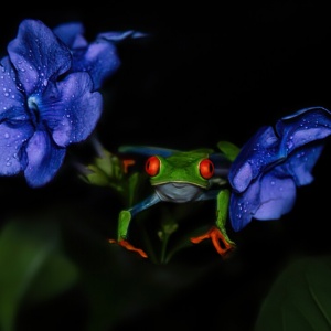 Frog and flowers
