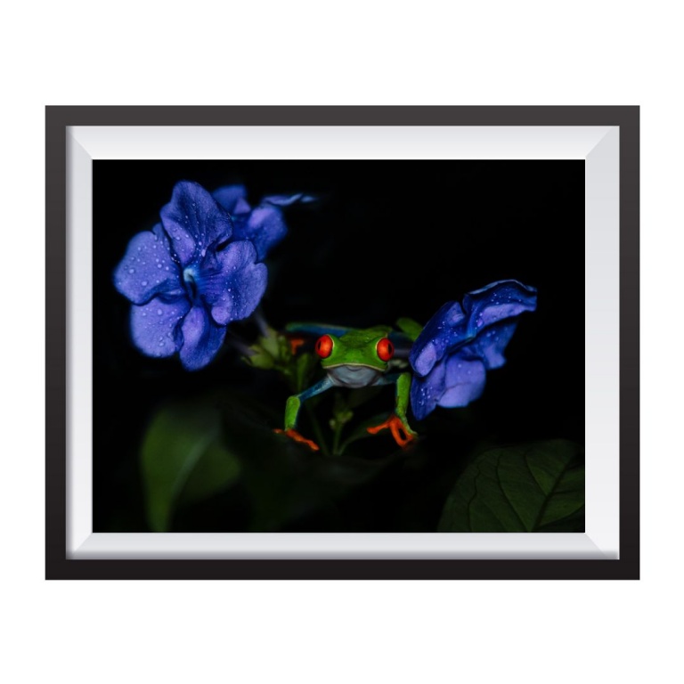 Stampa Fotografica "Frog and flowers 1"