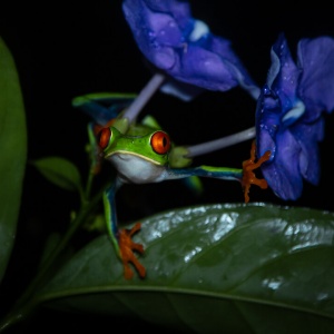Frog and flowers