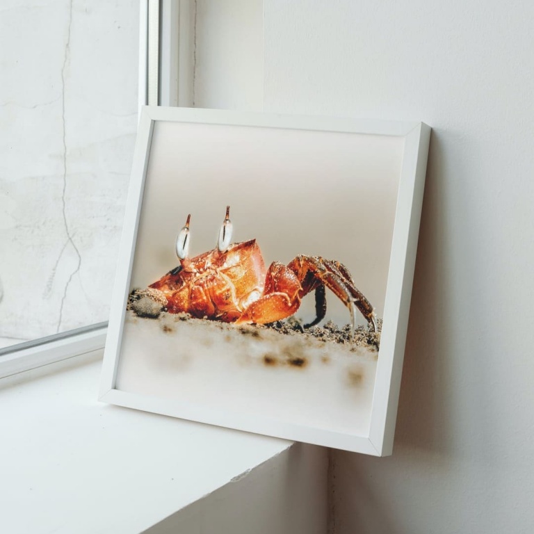 Photographic Print "Funny Crab"