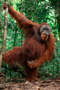 Grande orangotango maschio sumatra