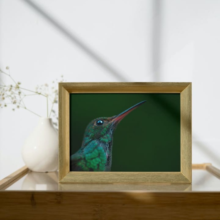Stampa Fotografica "Green Hummingbird"