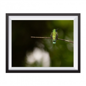 Stampa Fotografica "Green Hummingbird"