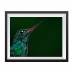 Photographic Print "Green Hummingbird"