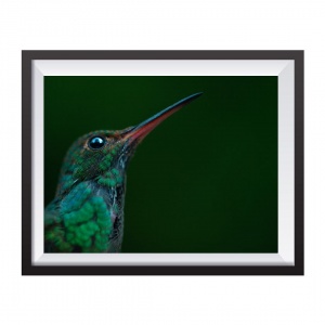 Stampa Fotografica "Green Hummingbird"