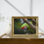 Photographic Print "Green Macaw"