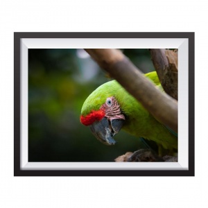 Stampa Fotografica "Green Macaw"