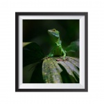 Photographic Print "Green Basilisk on the leaf"