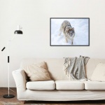 Photographic Print "The Grey Wolf"