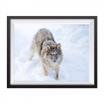 Photographic Print "The Grey Wolf"