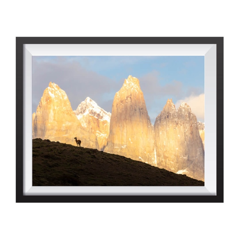 Stampa Fotografica "Guanaco with the three Torres"