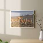 Photographic print "Guanacos in Torres del Paine"