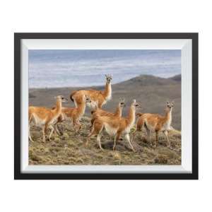 Stampa Fotografica "Guanacos in Torres del Paine"