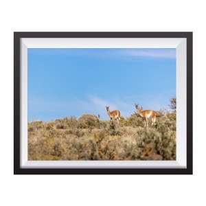 Stampa Fotografica "Guanacos"