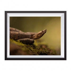 Photographic Print "Hognosed Pitviper"