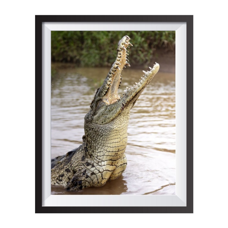 Stampa Fotografica "Hungry Croc"