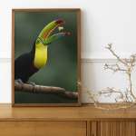 Stampa Fotografica "Hungry toucan"