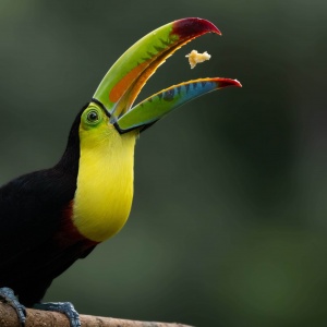 Hungry toucan