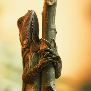 Iguana on the tree