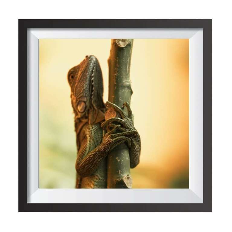Stampa Fotografica "Iguana on the tree"