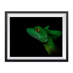 Stampa Fotografica "Jesus Christ lizard Black Background"