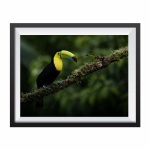 Stampa Fotografica "Keel billed toucan"