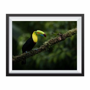 Photographic print "Keel billed toucan"