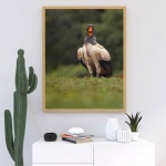 Photographic print "King vulture"