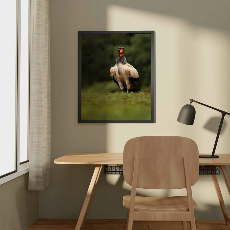 Photographic print "King vulture"