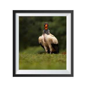 Photographic print "King vulture"