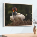 Photographic print "King Vultures 2"